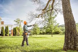 How Our Tree Care Process Works  in  Lawrence, KS