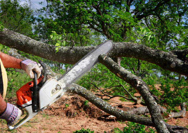 Tree and Shrub Care in Lawrence, KS